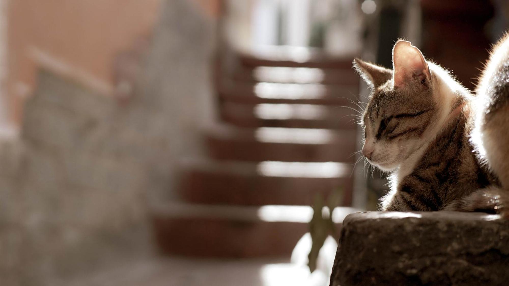 Апартаменти Casa Nel Borgo Dei Gatti Четара Екстер'єр фото