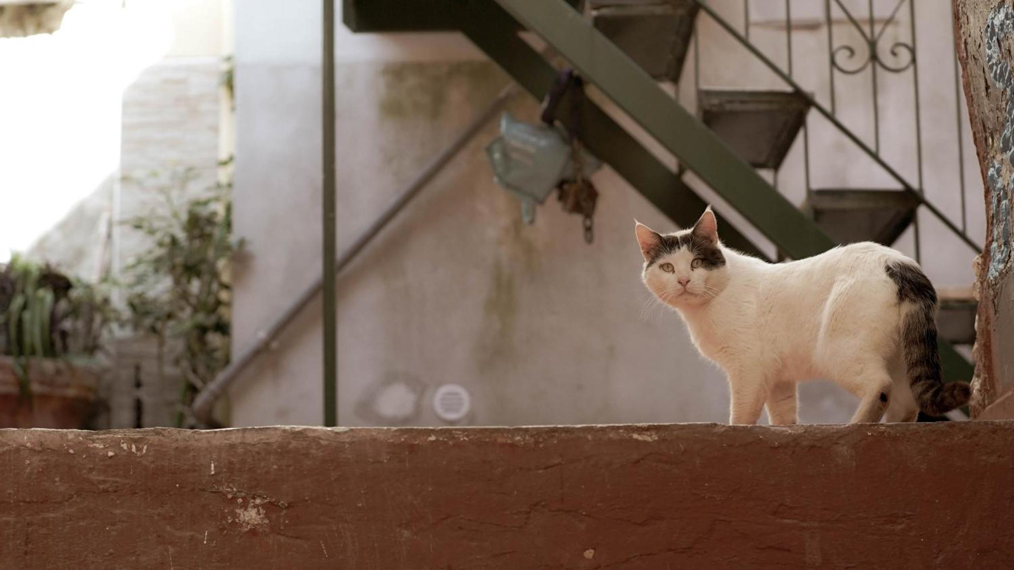 Апартаменти Casa Nel Borgo Dei Gatti Четара Екстер'єр фото